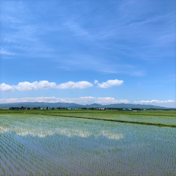 【令和5年 北海道産】むすび ～おぼろづき～ (10kg) 水芭蕉米「第９回米-1G」銀賞受賞米 5枚目の画像