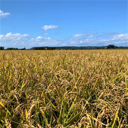 【令和5年 北海道産】むすび ～おぼろづき～ (10kg) 水芭蕉米「第９回米-1G」銀賞受賞米 8枚目の画像