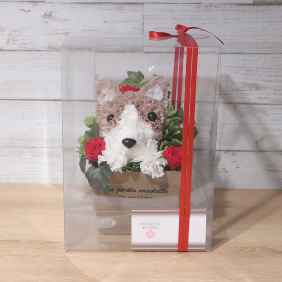 フラワーペット【コーギー】プリザーブドフラワー カーネーション 犬  花 ペット 母の日 誕生日 お供え プレゼント 8枚目の画像