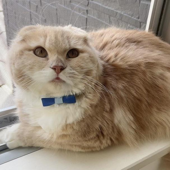 シーブルー　3gの猫にやさしい布首輪　セーフティーバックル使用 2枚目の画像