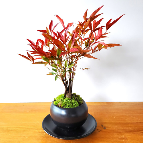 春から秋は葉が緑色】紅葉がきれい！いにしえの和をお届けします【南天