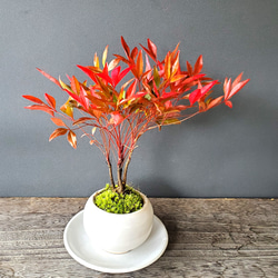 春から秋は葉が緑色】紅葉がきれい！いにしえの和をお届けします【南天