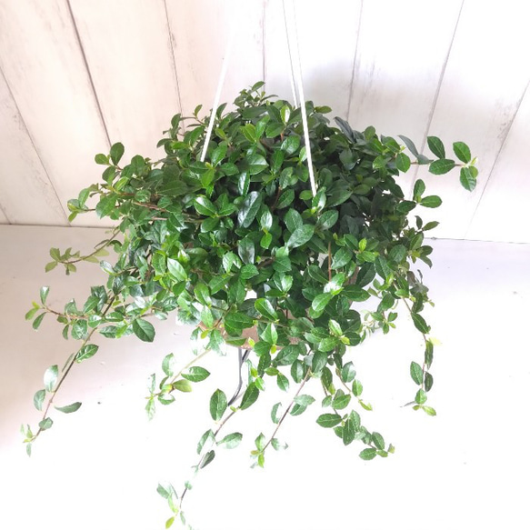 希少種　フィカスシャングリラ　つる性ガジュマル　5号　吊り鉢　幸運を呼ぶ縁起物　観葉植物 5枚目の画像