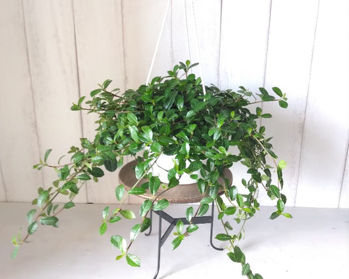 観葉植物 フィカス　ガジュマル 楽天市場】PLANCHU 観葉植物 ガジュマル 太幹大株 8号平鉢 受け皿付き