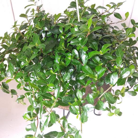 希少種　フィカスシャングリラ　つる性ガジュマル　5号　吊り鉢　幸運を呼ぶ縁起物　観葉植物 10枚目の画像