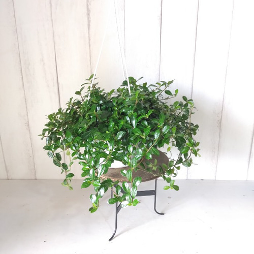 希少種 フィカスシャングリラ つる性ガジュマル 5号 吊り鉢 幸運を呼ぶ