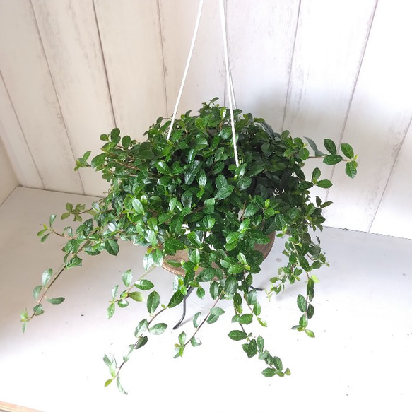 希少種　フィカスシャングリラ　つる性ガジュマル　5号　吊り鉢　幸運を呼ぶ縁起物　観葉植物 3枚目の画像