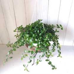 希少種　フィカスシャングリラ　つる性ガジュマル　5号　吊り鉢　幸運を呼ぶ縁起物　観葉植物 2枚目の画像