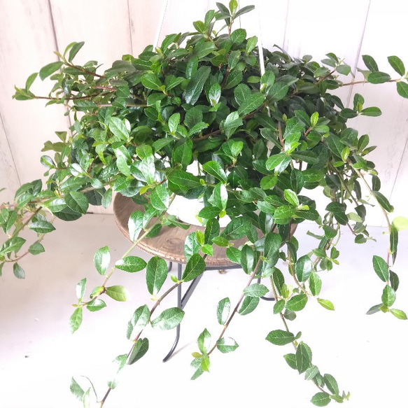 希少種　フィカスシャングリラ　つる性ガジュマル　5号　吊り鉢　幸運を呼ぶ縁起物　観葉植物 6枚目の画像