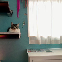 【空飛ぶ猫】シェルフA（メープル・Cソフトグレー）幅90cm キャットベッド 猫  壁ベッド キャットウォーク 8枚目の画像