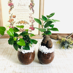 【てるてる坊主 様】専用ページ 旅人の木 旅人の木A級品4節 | MADE in Nature 1shigaki