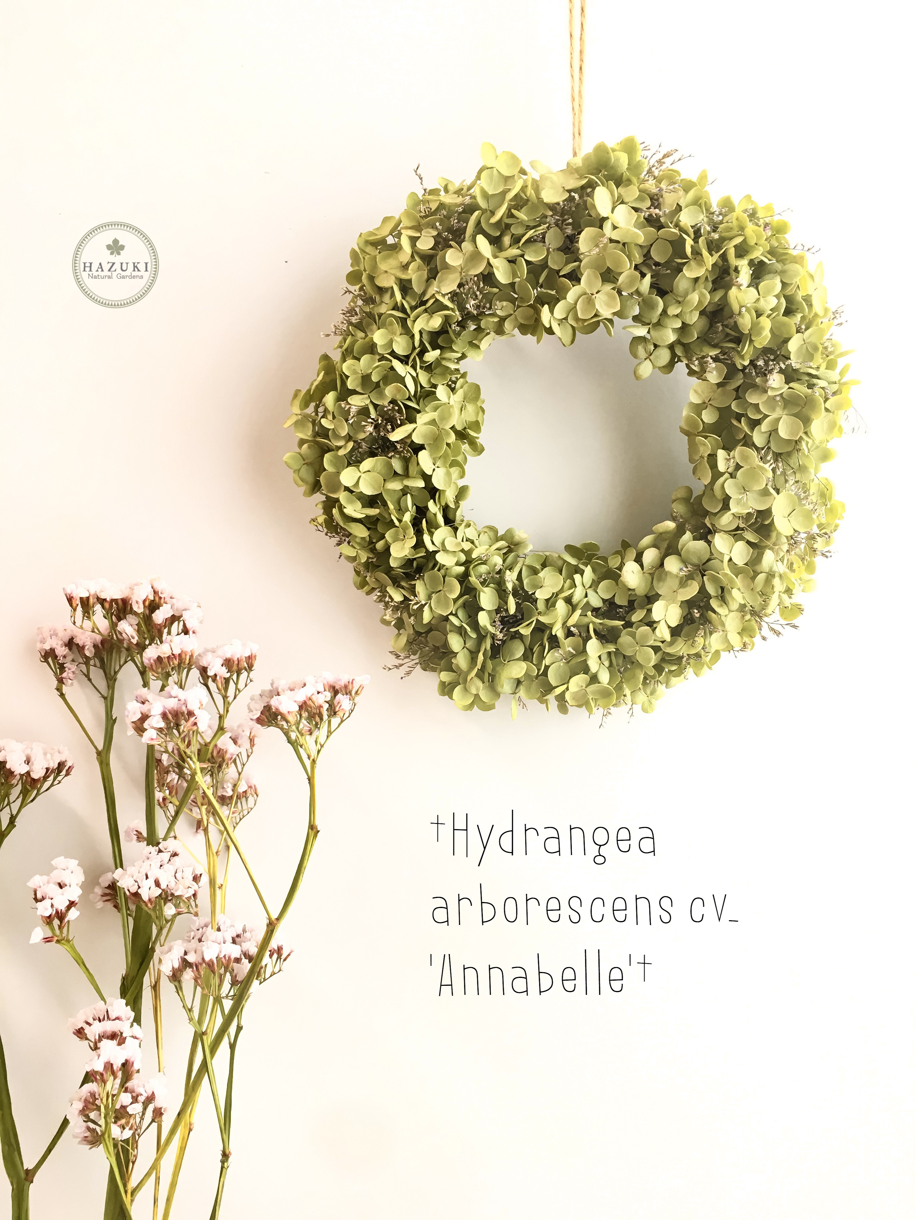 ＊Natural＊アナベル紫陽花のイエローリース＊ドライフラワーリース Natural＊アナベル紫陽花のイエローリース＊ドライフラワーリース