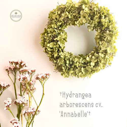 Natural＊アナベル紫陽花のイエローリース＊ドライフラワーリース