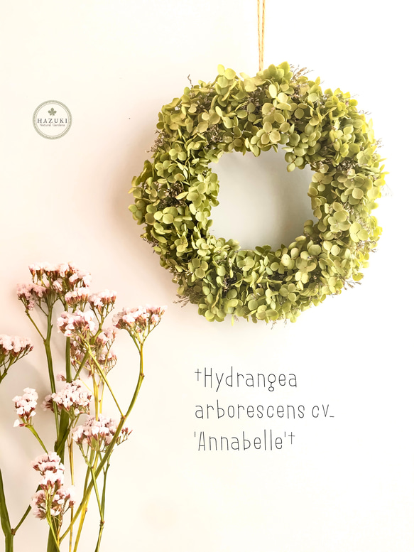 ☆752 hanatoteto様専用 ケイトウ ドライフラワー 450本 【公式通販】