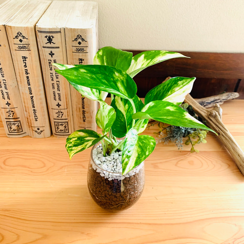 育てやすく大人気☆『ゴールデン ポトス』ハイドロカルチャー ラウンド