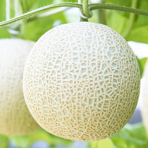 マスクメロン 静岡県産クラウンマスクメロン 1玉 〔1.2kg〕 フルーツ FCC