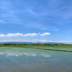 【令和5年 北海道産】なごみ ～ななつぼし～ (10kg) 安心美味　水芭蕉米 5枚目の画像