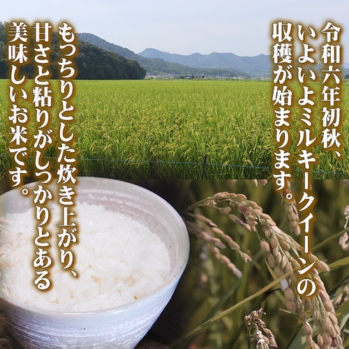 予約】 新米 ミルキークイーン 5kg お米 無洗米 白米 玄米 令和6