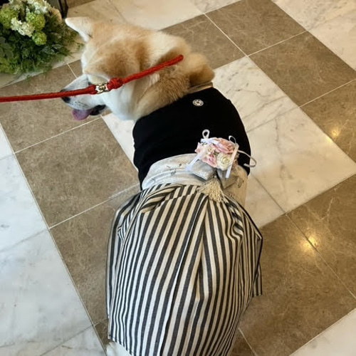 お洋服嫌いな愛犬ちゃんにおすすめ】リングドッグ用リングピロー