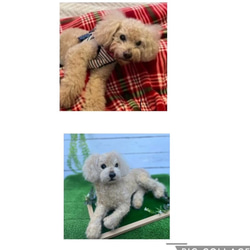 愛犬ちゃんオーダー 犬♡羊毛フェルト♡トイプードル♡世界でたった