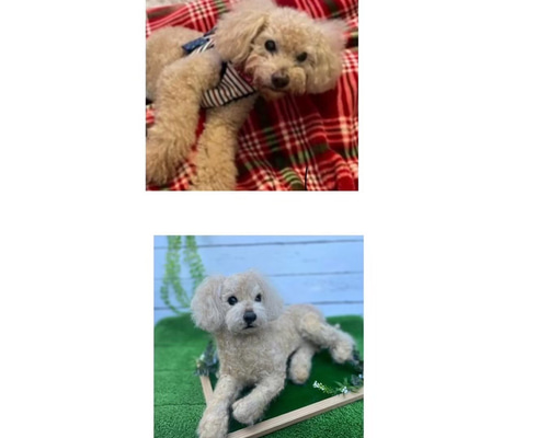 羊毛フェルト　トイプードルオーダーについて 愛犬ちゃんオーダー 犬♡羊毛フェルト♡トイプードル♡世界でたった