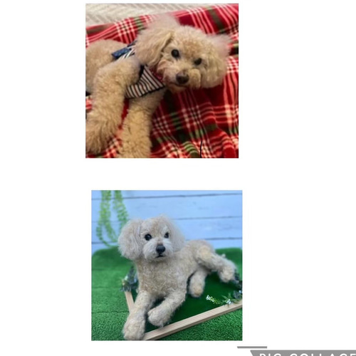 受注製作 》オーダー 犬♡うちの子製作♡羊毛フェルト♡トイ 受注製作 》オーダー 犬♡うちの子製作♡羊毛フェルト♡トイ