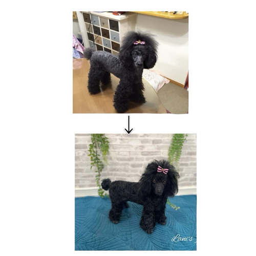 愛犬ちゃんオーダー 犬♡羊毛フェルト♡トイプードル♡世界でたった