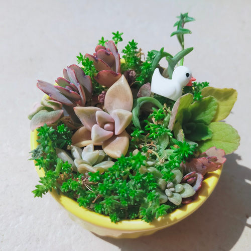 多肉植物カット苗 10種類以上アソートセット☆ 自分でチマチマ寄