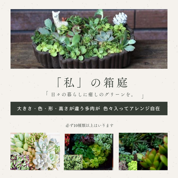 多肉植物カット苗 10種類以上アソートセット★ 自分でチマチマ寄植えがしたい ♡多肉を枯らせてしまう方にもおすすめ 7枚目の画像