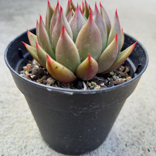 127. 多肉植物 ルドルフ 880円【抜き苗】 127. 多肉植物 ルドルフ 【抜き苗】