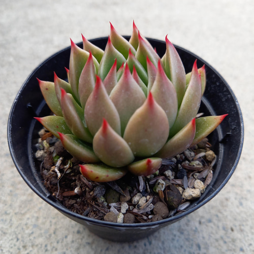 127. 多肉植物 ルドルフ 880円【抜き苗】 127. 多肉植物 ルドルフ 【抜き苗】