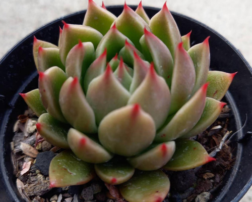 127. 多肉植物 ルドルフ 880円【抜き苗】 127. 多肉植物