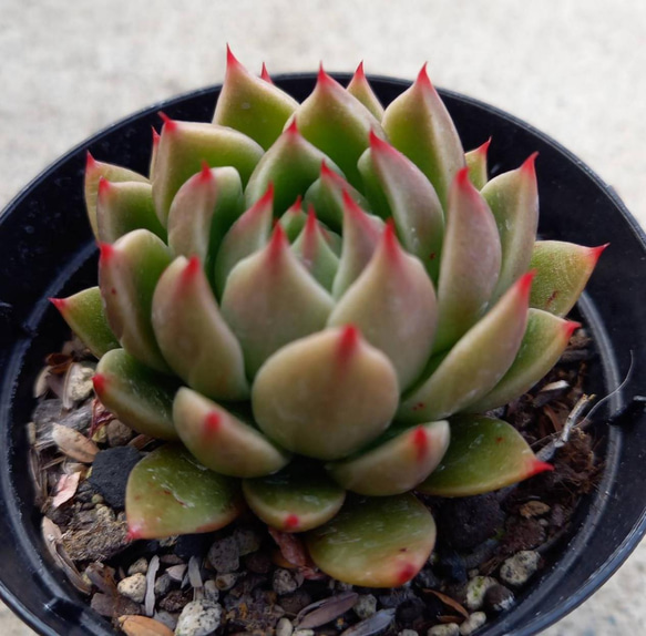 127. 多肉植物 ルドルフ 880円【抜き苗】 127. 多肉植物 ルドルフ 【抜き苗】