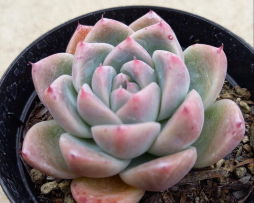 アルバビューティー アルバビューティー】の紹介ページ｜E-TANIKU（イータニク）