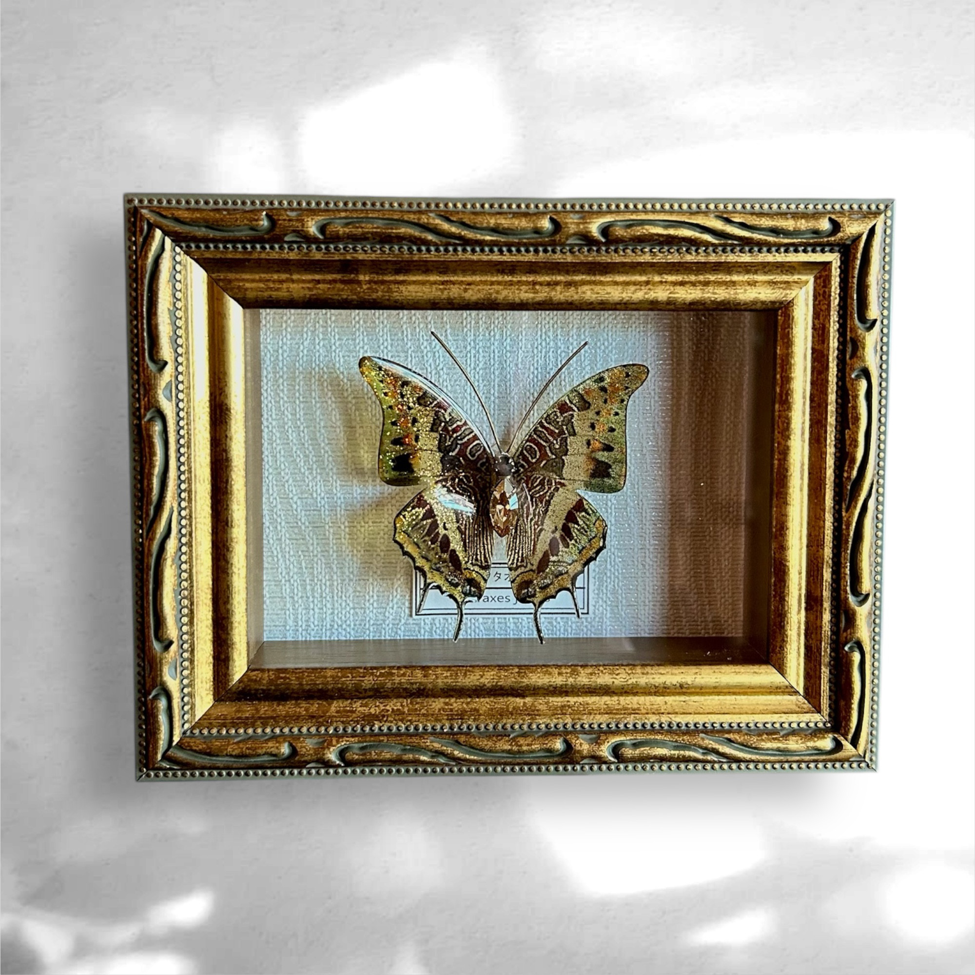 蝶　標本タイプ額　（アフリカフタオ）