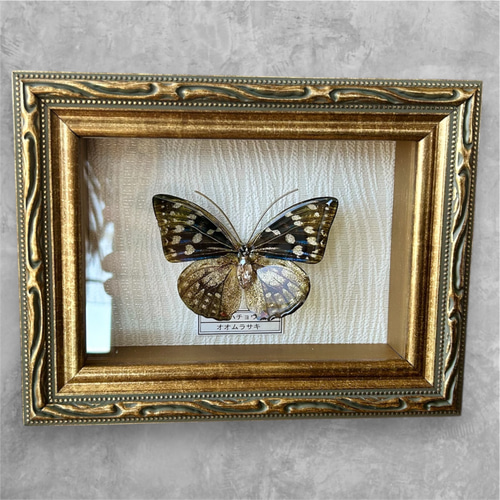 蝶 標本タイプ額 (オオムラサキ) フォトフレーム・写真立て ao 通販