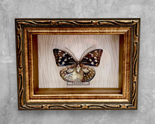 蝶 標本タイプ額 (オオムラサキ) フォトフレーム・写真立て ao 通販