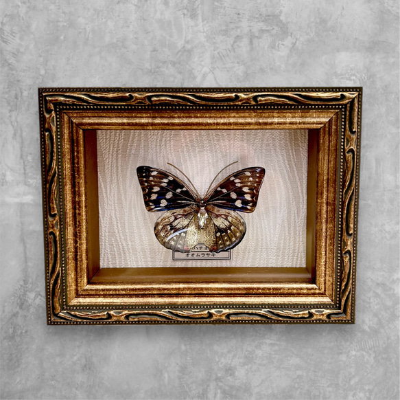蝶 標本タイプ額 (オオムラサキ) フォトフレーム・写真立て ao 通販