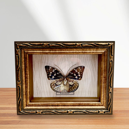 蝶画、貼絵、額入、レトロ標本 蝶 標本タイプ額 (オオムラサキ) フォトフレーム・写真立て ao 通販