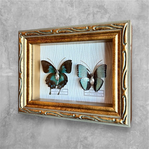 蝶 標本タイプ額 （オオルリアゲハ・ヘレノールモルフォ) フォト