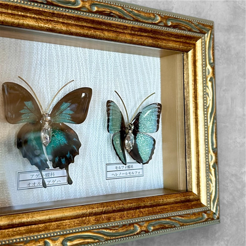 蝶 標本タイプ額 （オオルリアゲハ・ヘレノールモルフォ) フォト