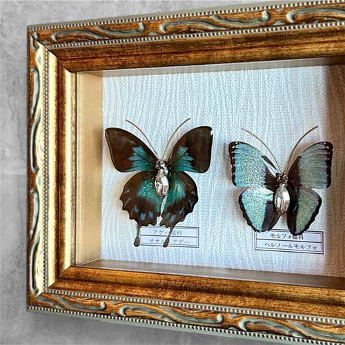 蝶 標本タイプ額 （オオルリアゲハ・ヘレノールモルフォ) フォト
