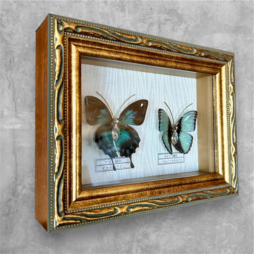 モルファ蝶のデザイン額 蝶 標本タイプ額 （オオルリアゲハ・ヘレノールモルフォ) フォト