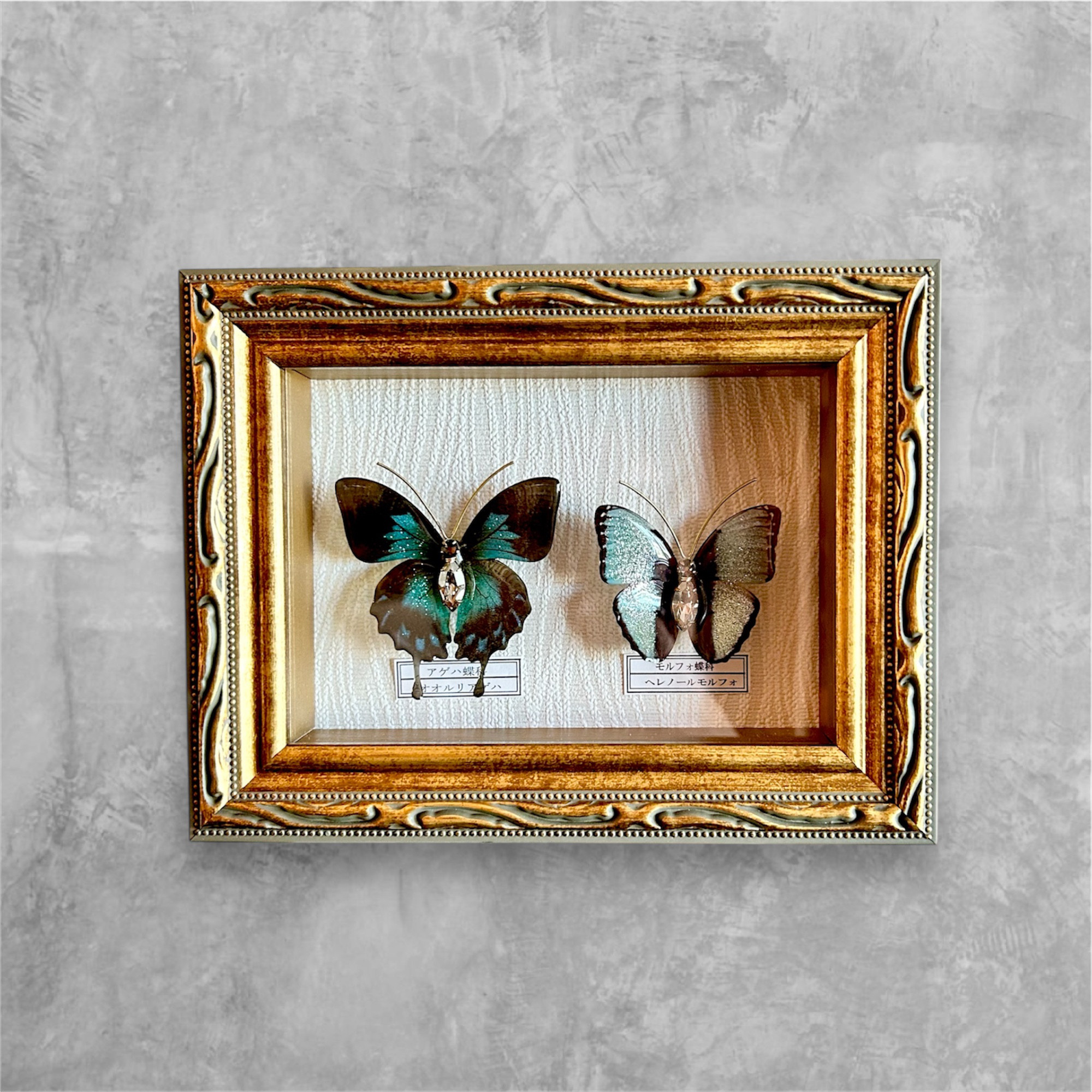 30匹額装 蝶の標本