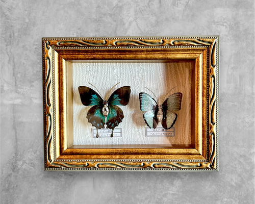 蝶 標本タイプ額 （オオルリアゲハ・ヘレノールモルフォ) フォト