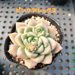 ピンクアレックス* Pink Alex 多肉植物 韓国苗 アートフラワー ODECO