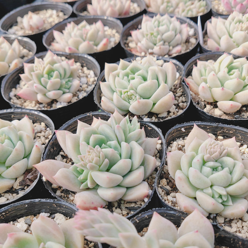 ピンクアレックス* Pink Alex 多肉植物 韓国苗 アートフラワー ODECO