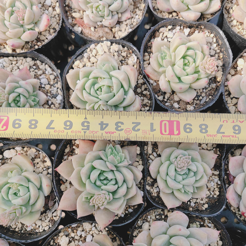 ピンクアレックス* Pink Alex 多肉植物 韓国苗 アートフラワー ODECO