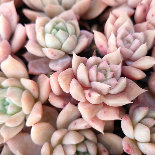 Top【選抜株】多肉植物　26191ピンクアレックス　9個　鉢無し/脱土 ピンクアレックス* Pink Alex 多肉植物 韓国苗 アートフラワー ODECO
