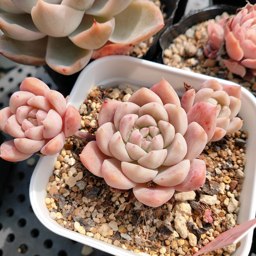 ピンクアレックス* Pink Alex 多肉植物 韓国苗 アートフラワー ODECO